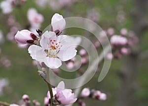 Pink peach flowers in spring 10