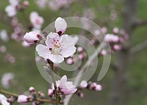 Pink peach flowers in spring 11