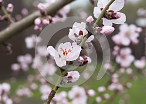 Pink peach flowers in spring 12