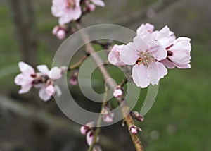 Pink peach flowers in spring 3