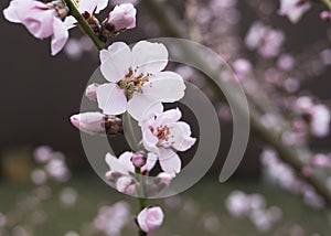 Pink peach flowers in spring 8