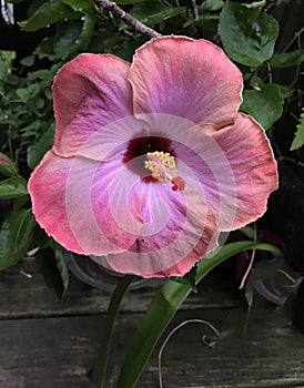 Pink peach and mauve colored hibiscus
