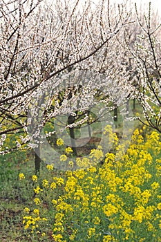 Pink peach and plum blossom-flower and seedling industry