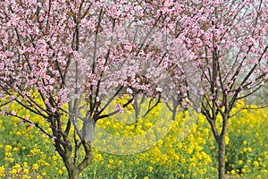 Pink peach and plum blossom-flower and seedling industry