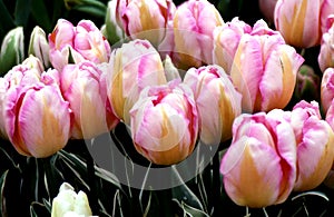 Pink and Peach striped Tulips