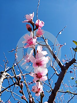 Pink peach tree blossoms branch in spring season