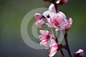 Pink peach tree blossoms with a dreamy unfocused background