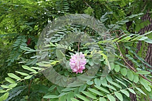 Pink pealike flowers of Robinia hispida borne in hanging racemes