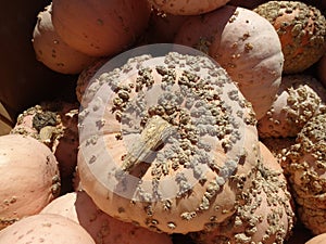 Pink peanut pumpkin, Cucurbita maxima