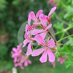 Pink Pelargonien