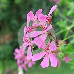 Pink Pelargonien