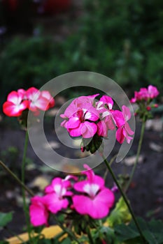 Pink pelargonium in the autumn garden