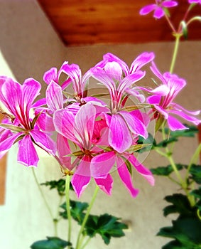 Pink Pelargonium flowers close-up