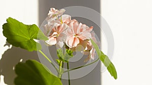 Pink Pelargonium flowers on a white background. Place to write