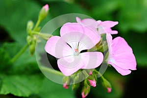 The pink Pelargonium hortorum Bailey flower