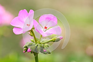 The pink Pelargonium hortorum Bailey flower