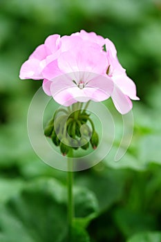 The pink Pelargonium hortorum Bailey flower