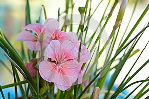 Pink pelargonium zonale flower with green leaves