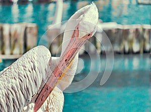 Pink pelican cleans feathers on the lake