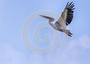 A Pink Pelican gaining height after take off