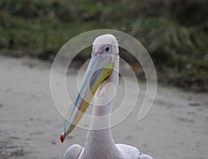 Pink pelican head