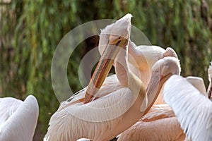 A pink pelican, an oriental white pelican, cleans feathers with a large beak in the zoo`s aviary. Sea, river birds of pelicans