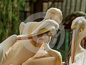 A pink pelican, an oriental white pelican, cleans feathers with a large beak in the zoo`s aviary. Sea, river birds of pelicans