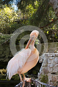 pink pelican Pelecanus onocrotalus in zoo
