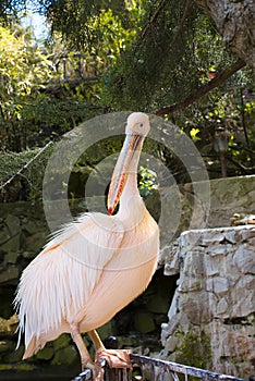 pink pelican Pelecanus onocrotalus in zoo