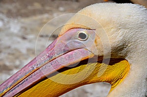 Pink pelican Pelican