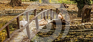 Pink Pelican resting on a wooden bridge across the lake in the a