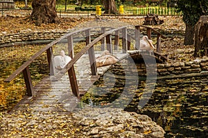 Pink Pelican resting on a wooden bridge across the lake in the a