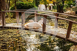 Pink Pelican resting on a wooden bridge across the lake in the a