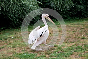 A pink pelican strutting in close up and side view