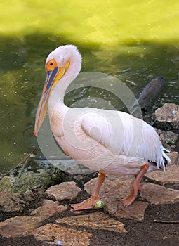 Pink pelican at zoo