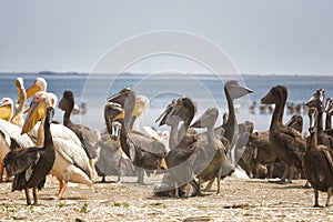 Pink pelicans with chicks on the shore of Lake Manich-Gudilo in Kalmykia