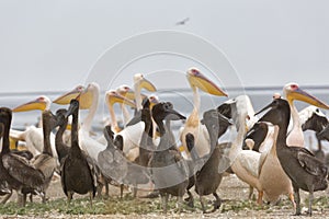 Pink pelicans with chicks on the shore of Lake Manich-Gudilo in Kalmykia