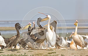 Pink pelicans with chicks on the shore of Lake Manich-Gudilo in Kalmykia, Russia