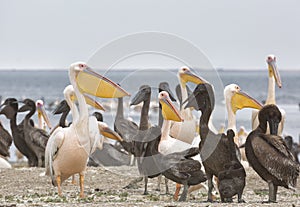 Pink pelicans with chicks on the shore of Lake Manich-Gudilo in Kalmykia, Russia