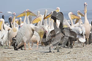 Pink pelicans with chicks on the shore of Lake Manich-Gudilo in Kalmykia, Russia