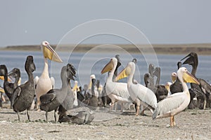 Pink pelicans with chicks on  shore of Lake Manich-Gudilo in Kalmykia, Russia