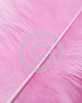Pink pen feather macro, texture background, empty space for insertion