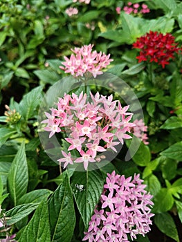 The pink Pentas Lanceolata flower, an ornamental plant that has lancet-shaped leaves, has excellent qualities