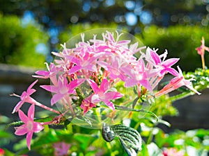 Pink Pentas Lanceolata Lucky Star in a summer at a botanical garden.