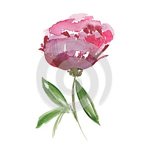 Pink peon flower photo