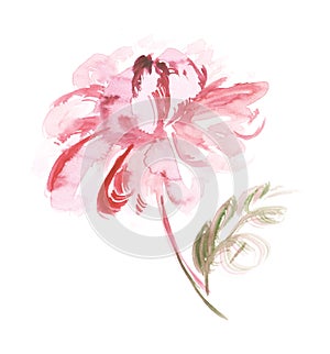 Pink peon flower watercolor photo