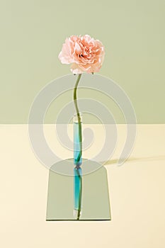 Pink peonia flower in a test tube on a mirror surface. photo