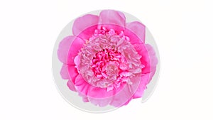 Pink peonie on white. Extrem close-up. Top view. Loop motion. Rotation 360.