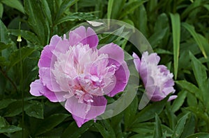 Pink peonies