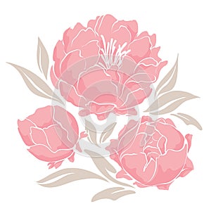 Pink peonies